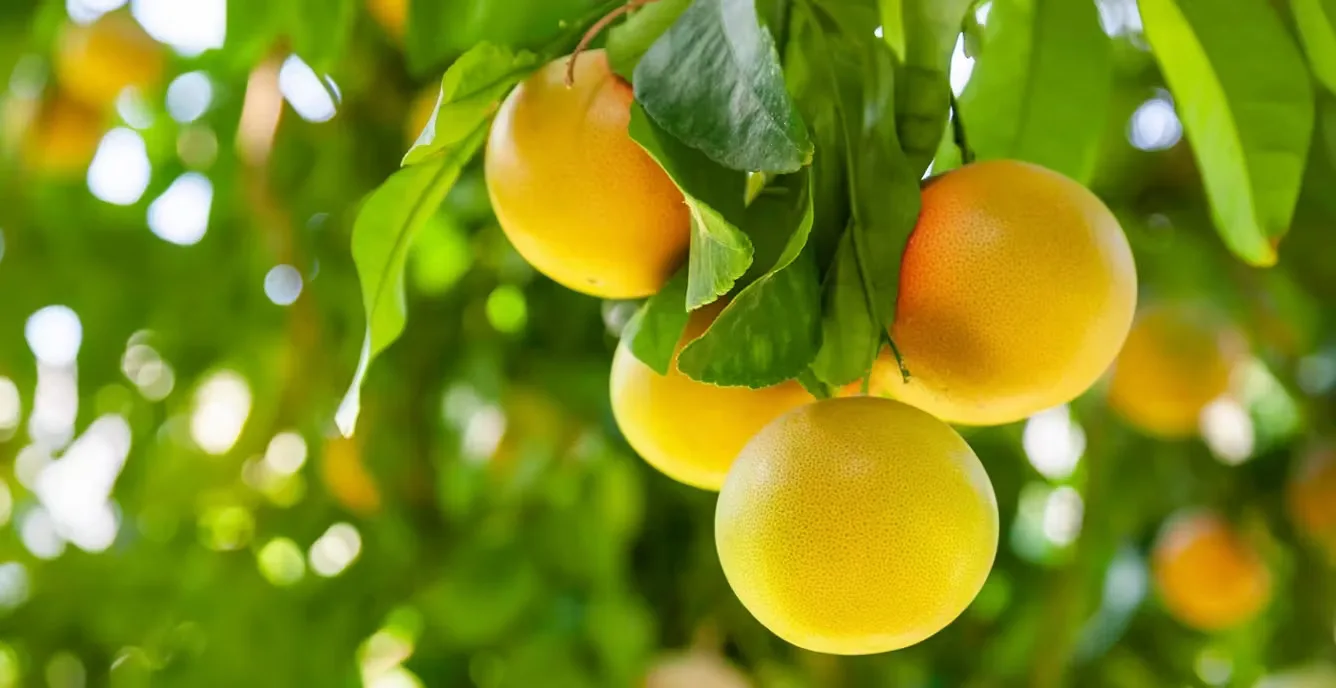 Składnik: Grejpfrut